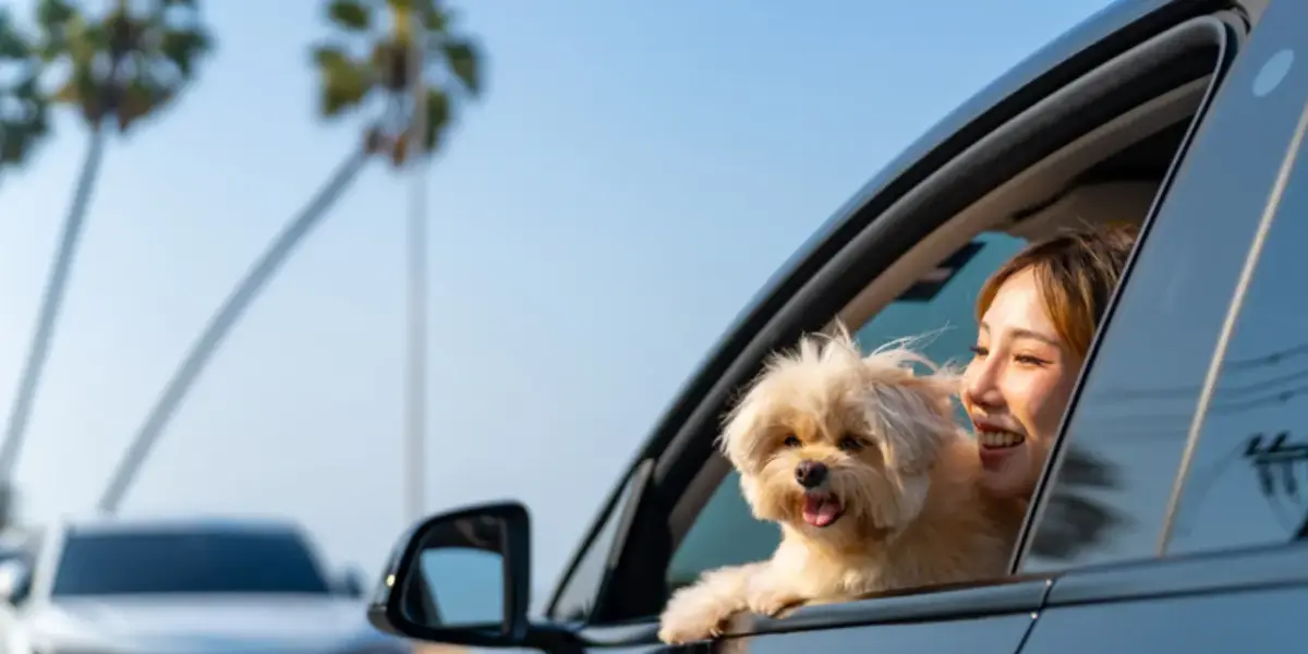 dogs allowed in rental cars