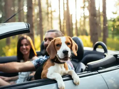 Are Pets Allowed In Enterprise Rental Cars?